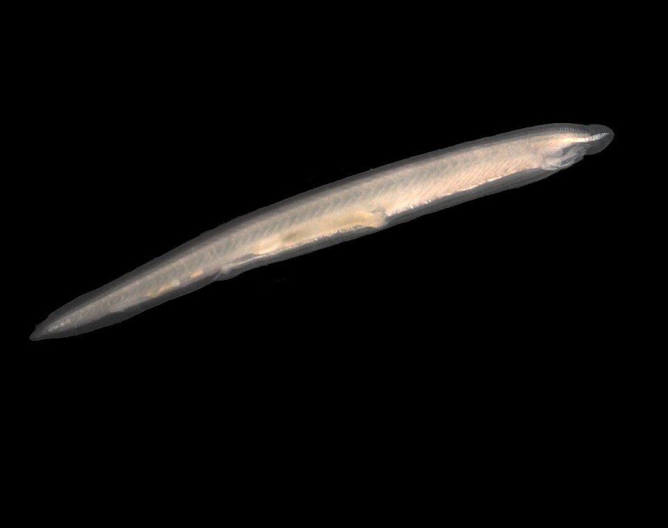 A small translucent lancelet, pointed at both ends, with no distinct head
