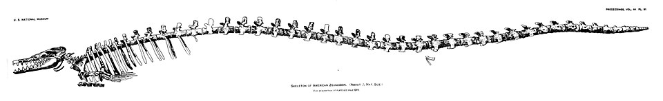 A reconstruction drawing of the long serpentine skeleton of the early whale Basilosaurus
