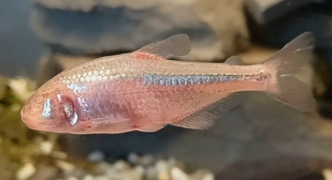 A pale, eyeless cave tetra