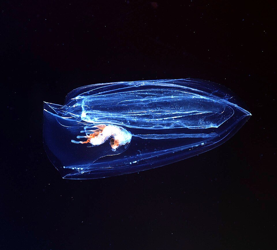 A translucent comb jelly photographed against black water