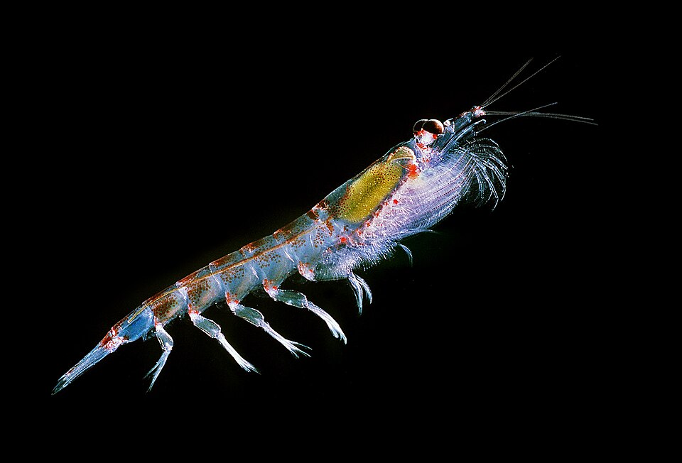 A single translucent Antarctic krill photographed against black