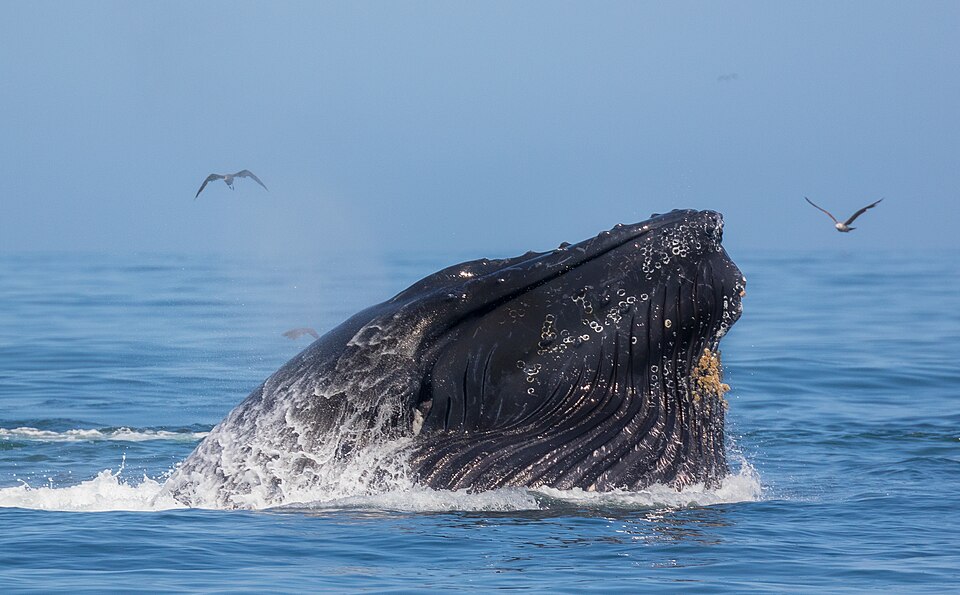 A humpback whale lunge feeding at the surface with its mouth open and throat pleats distended