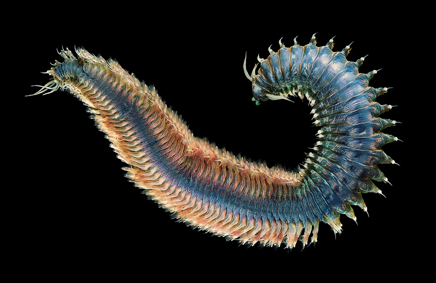 A segmented marine ragworm photographed against black