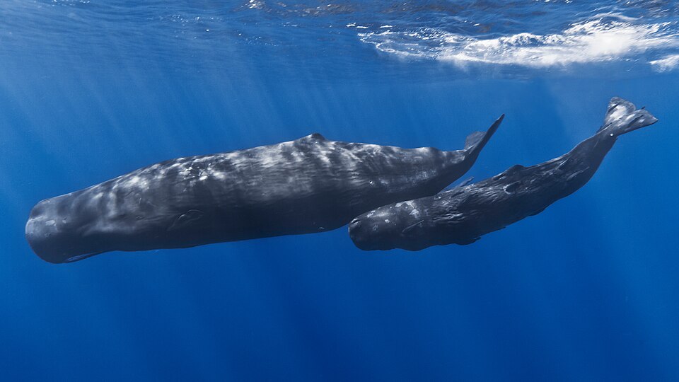 A sperm whale and calf underwater