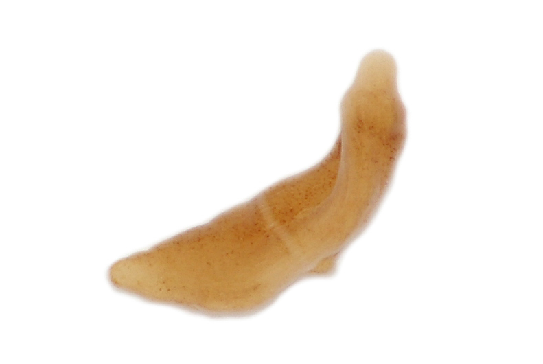 A simple featureless marine worm, Xenoturbella